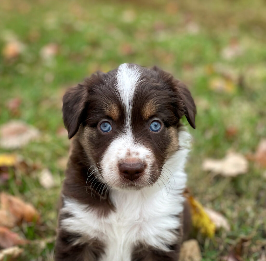 mini australian shepherd