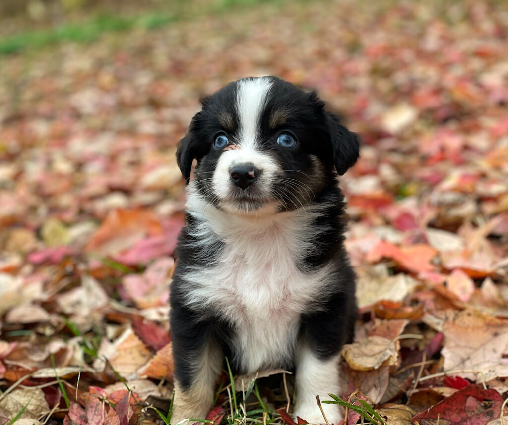 mini australian shepherd puppies