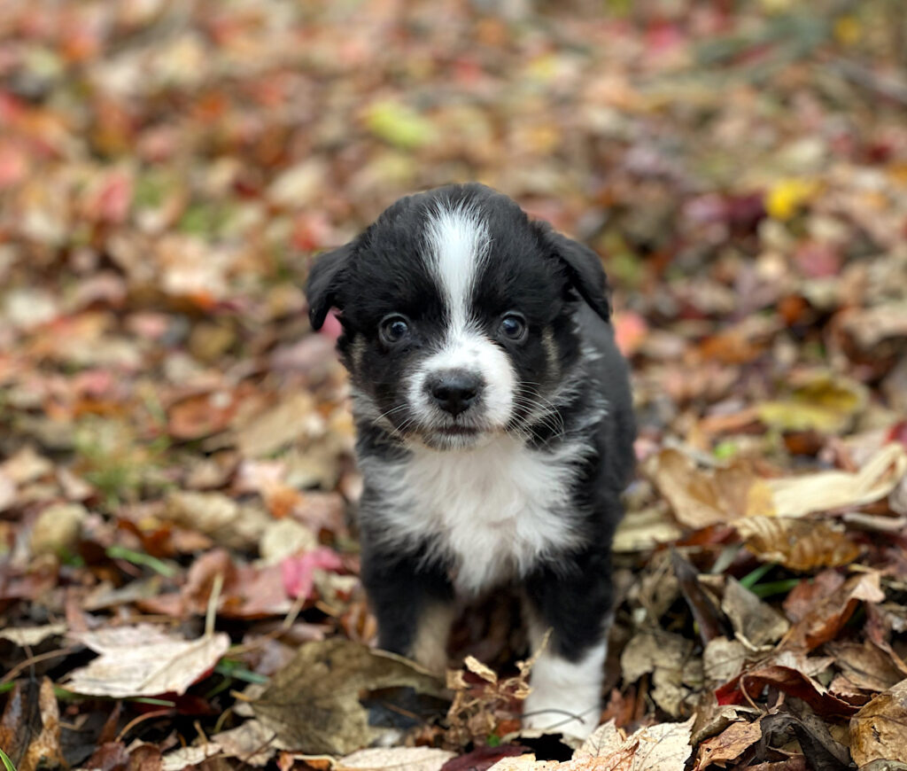 mini aussie puppies for sale in Nebraska