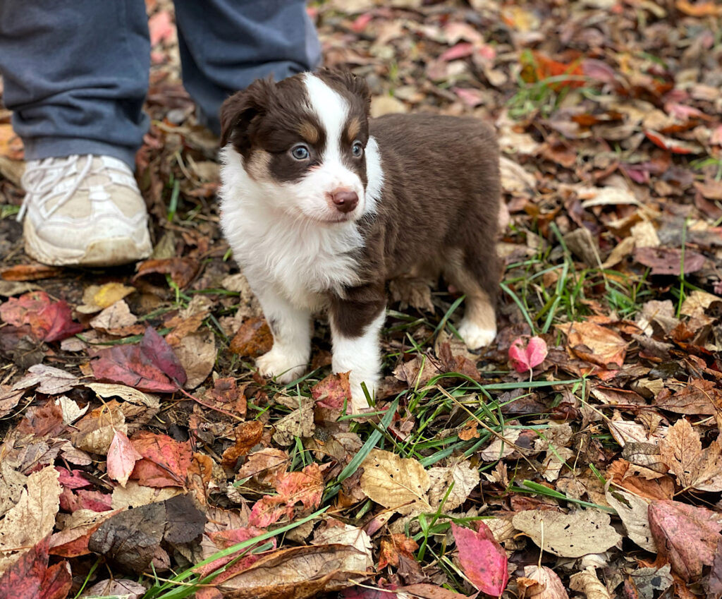 toy aussie puppies for sale $500