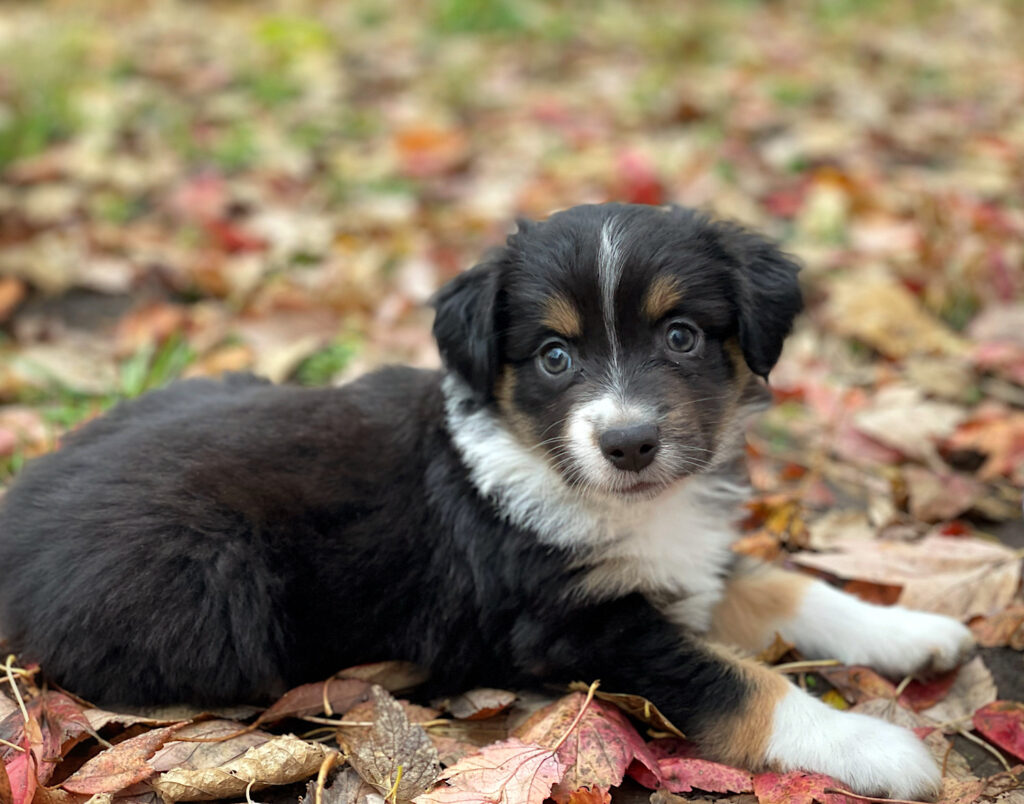 miniature australian shepherd for sale