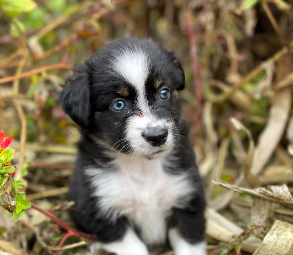 toy and mini aussies for sale