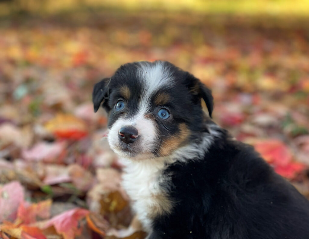 toy australian shepherds