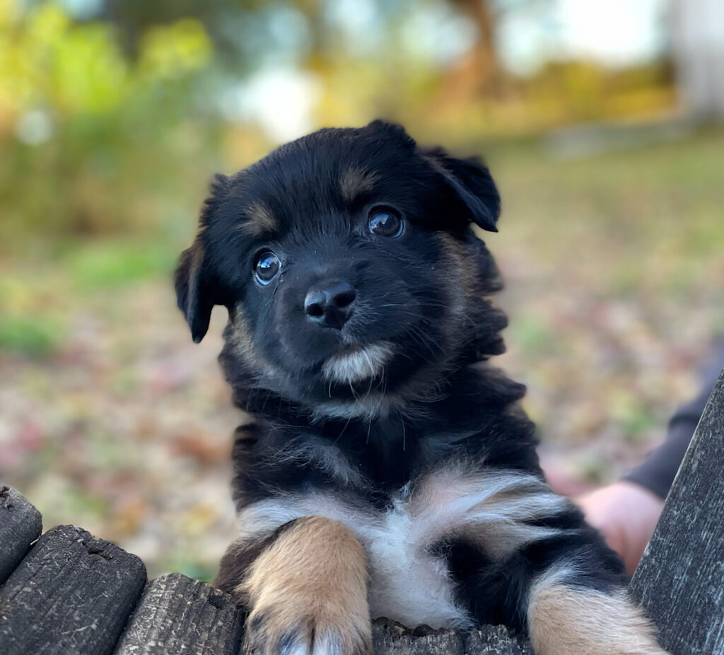 mini australian shepherd puppies in nebraska