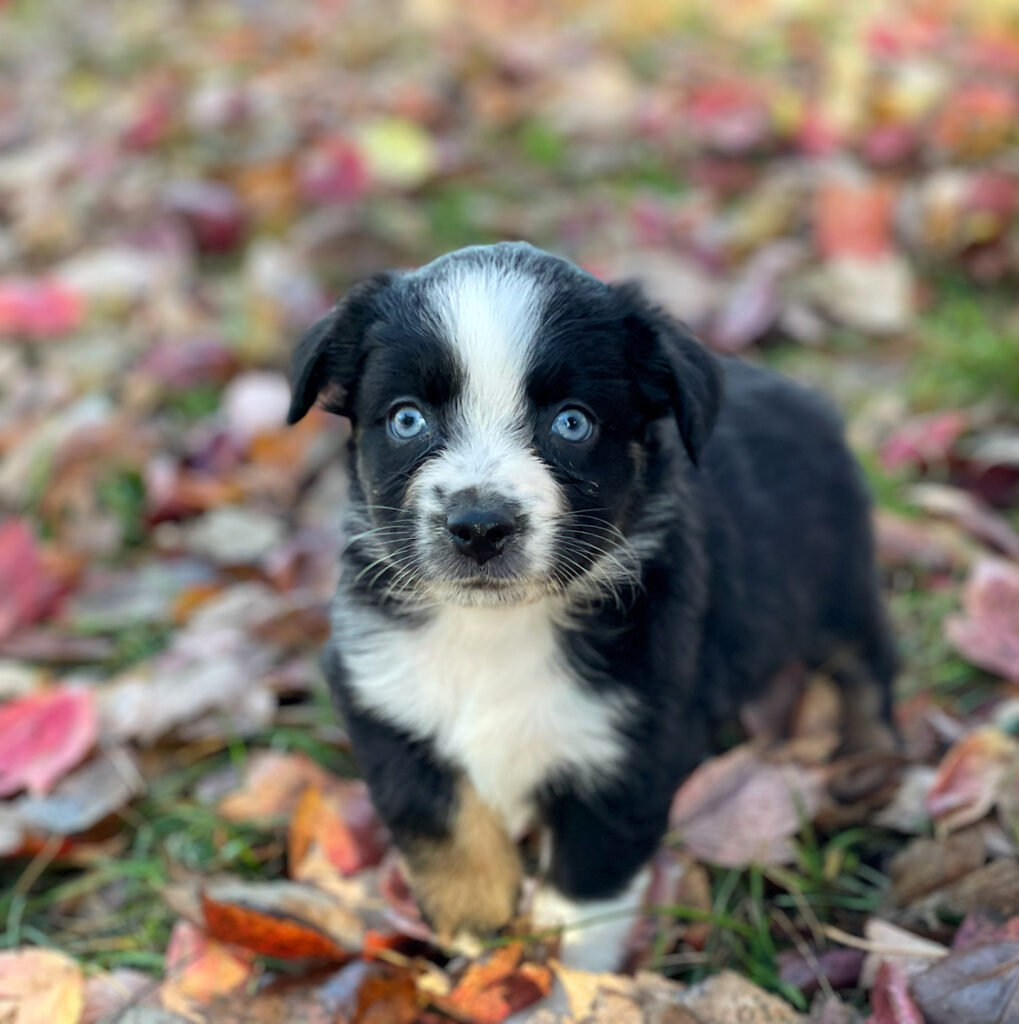 toy australian shepherd for sale