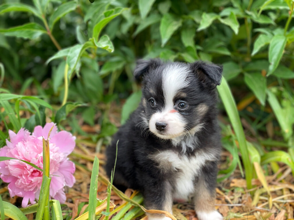 toy aussie puppies in nebraska