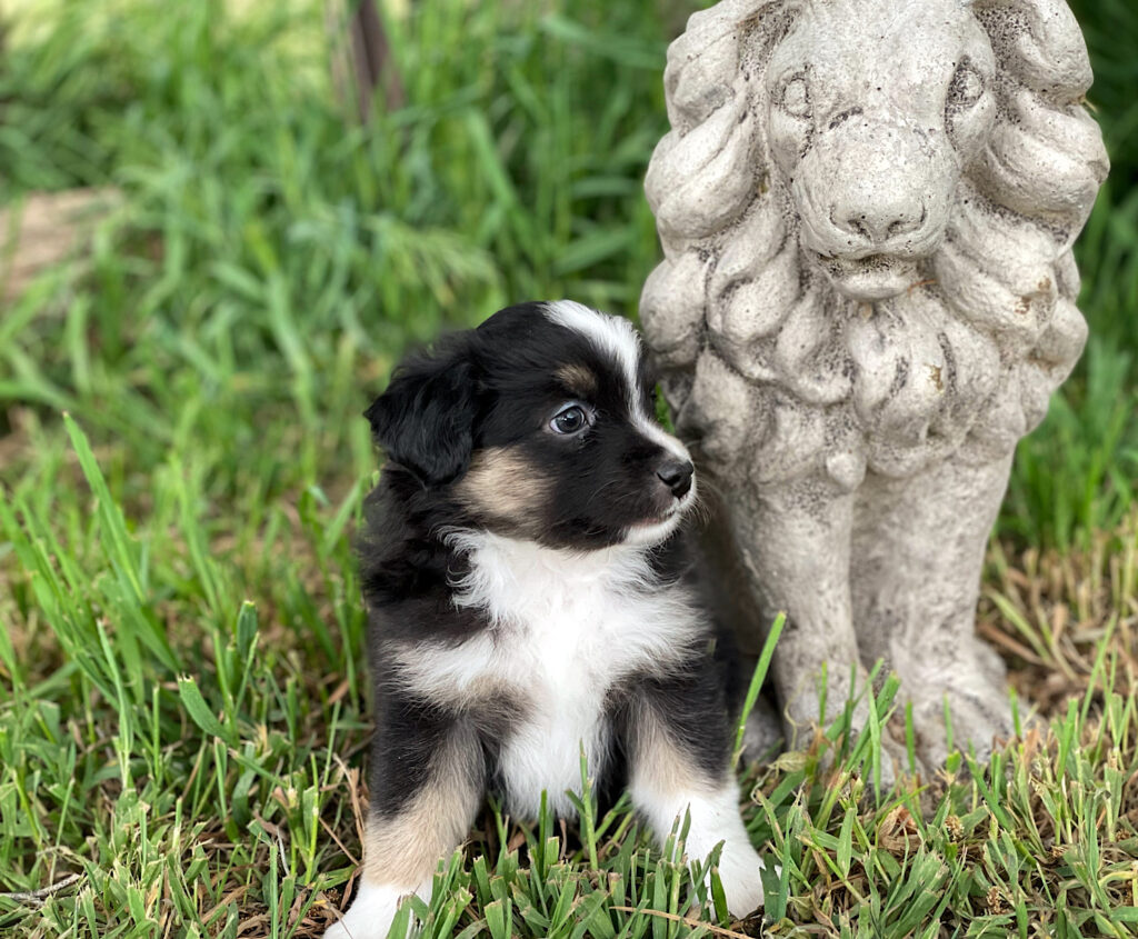 toy and mini aussies for sale in nebraska