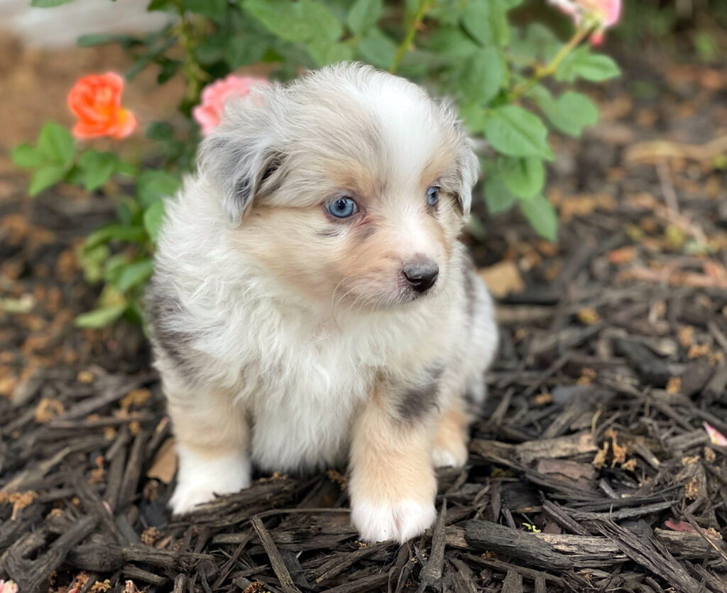 toy aussie puppies for sale in nebraska