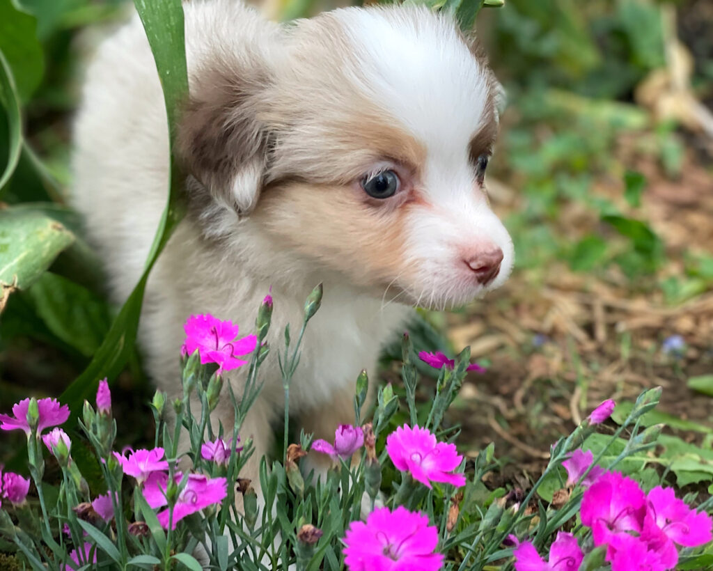 mini aussie puppy for sale in nebraska