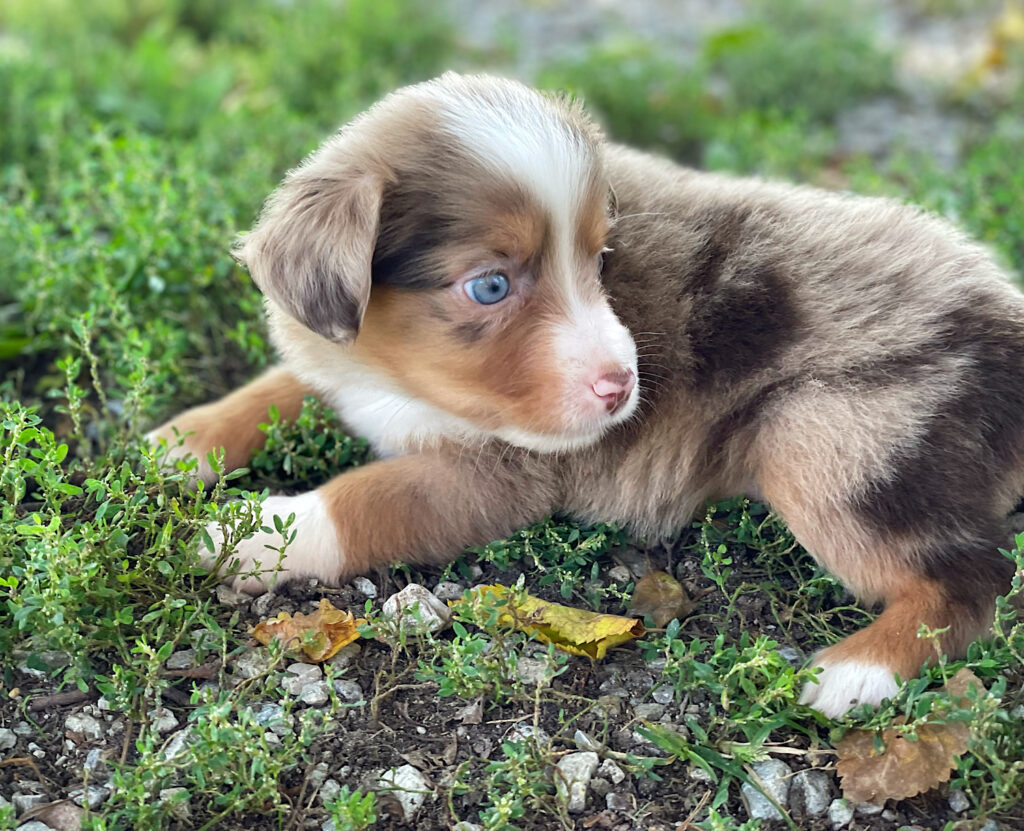 toy aussie puppies for sale $500