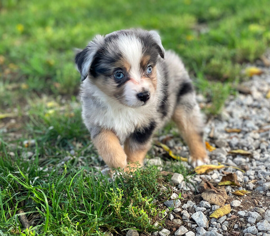 toy australian shepherd puppies for sale in nebraska