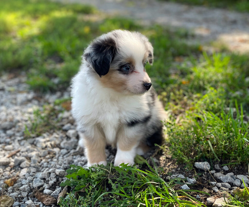 toy aussie puppies