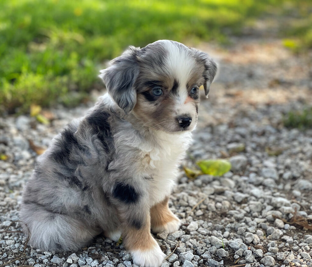 toy australian shepherd for sale in nebraska
