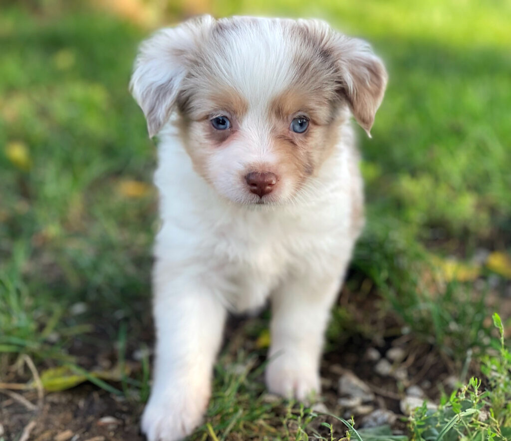 mini australian shepherd puppies