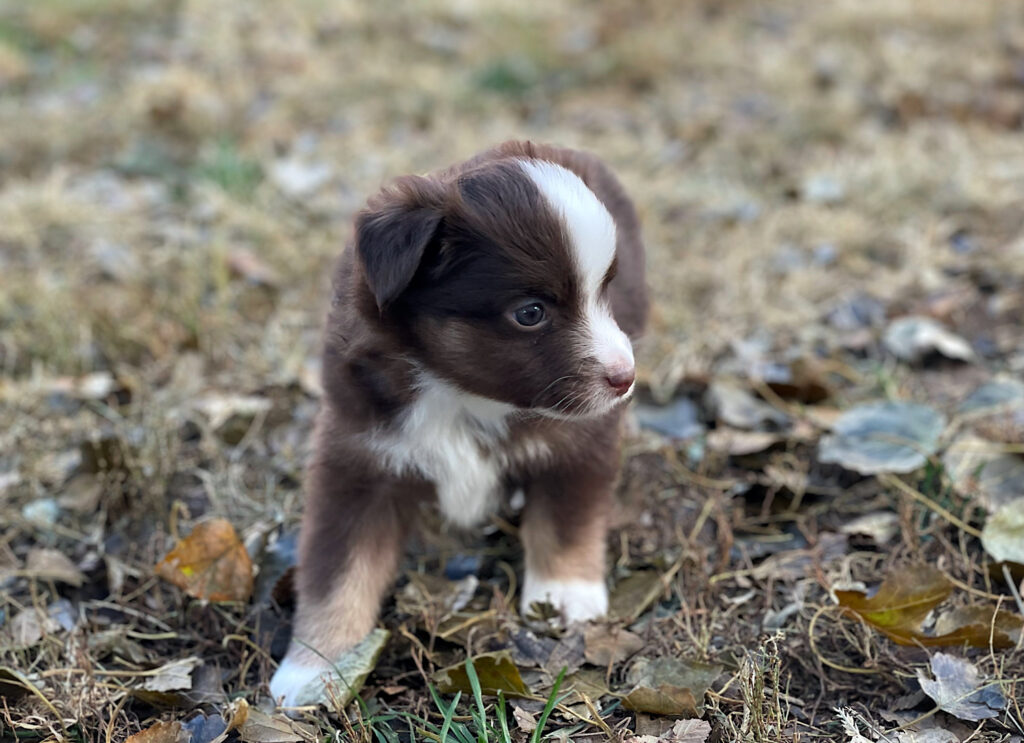 toy australian shepherd for sale in nebraska