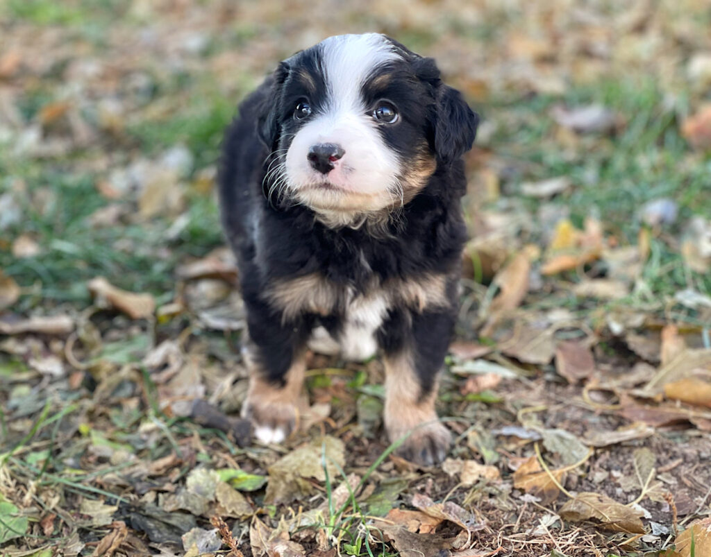 toy australian shepherd puppies for sale in nebraska