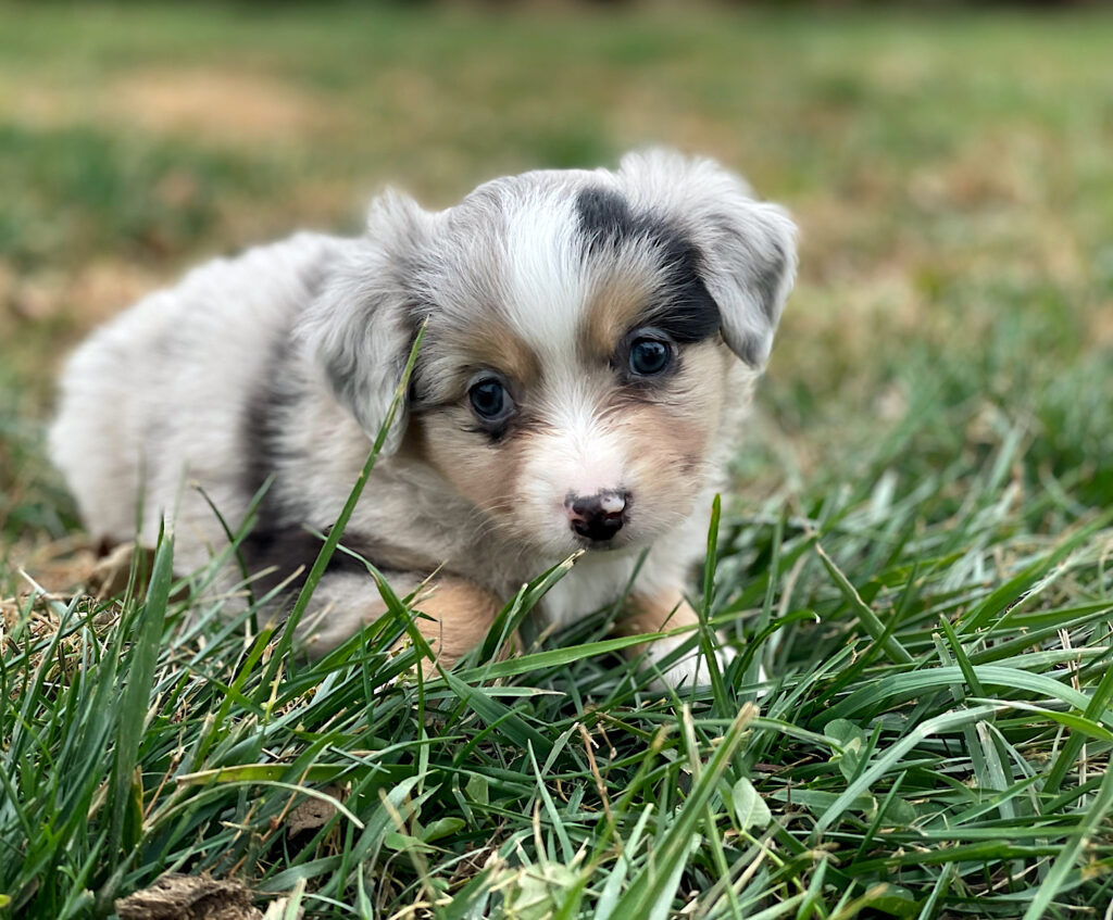 mini australian shepherd puppies