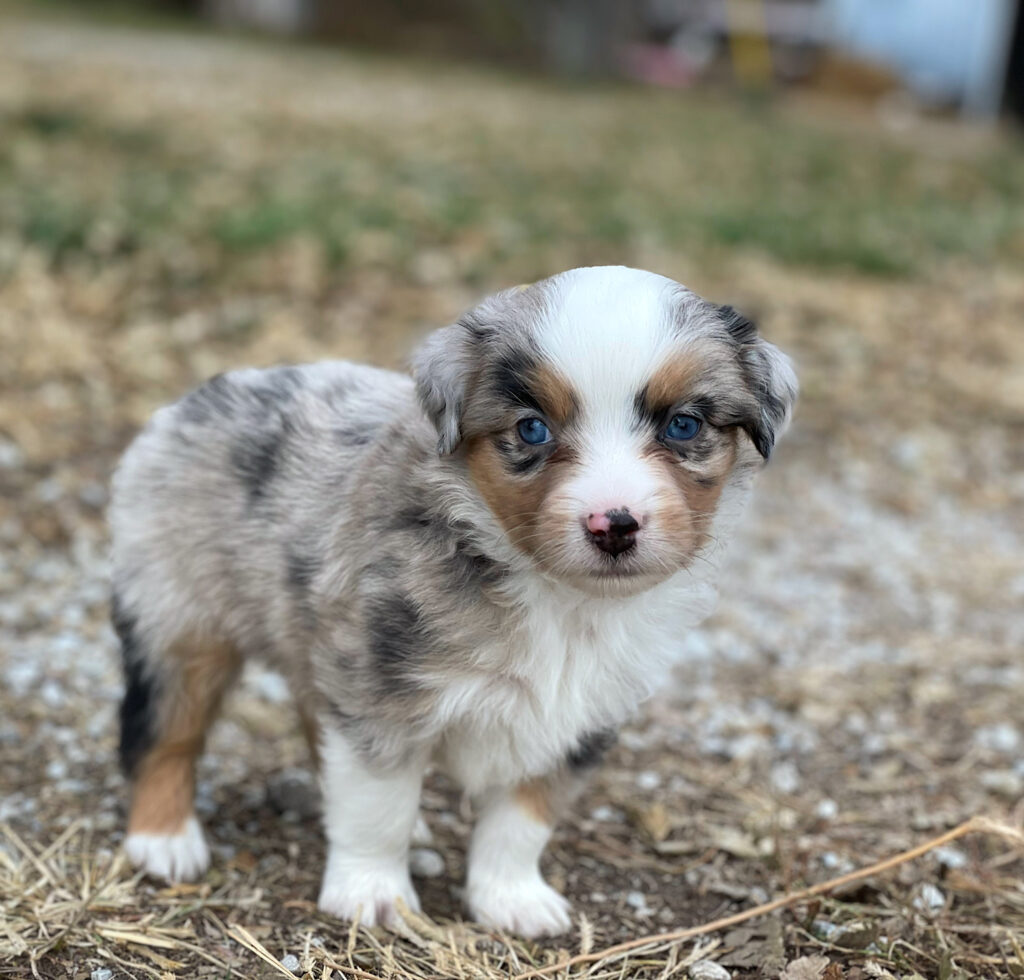 toy australian shepherd for sale