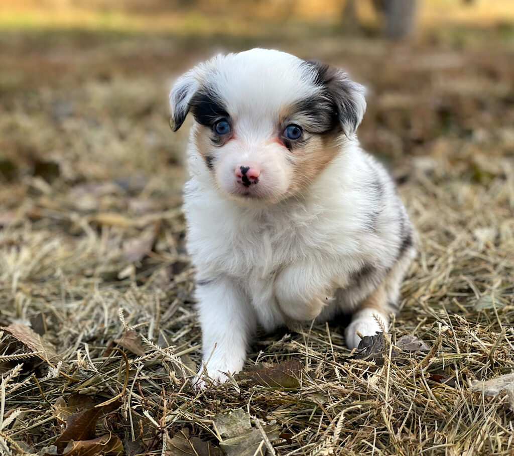 mini australian shepherd for sale in nebraska