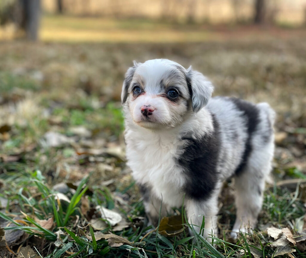 mini australian shepherd puppies for sale in Nebraska