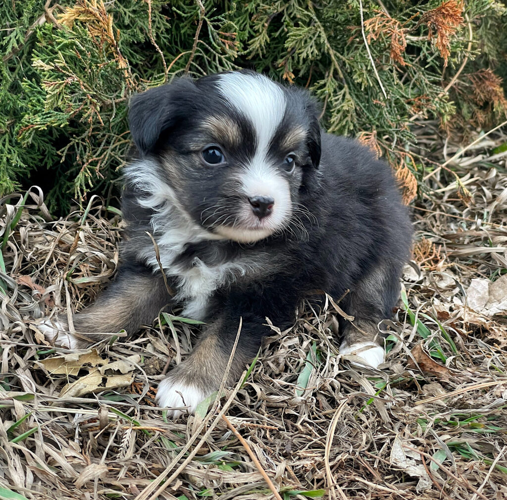 toy aussie puppies