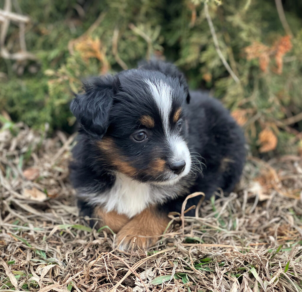 mini australian shepherd puppies