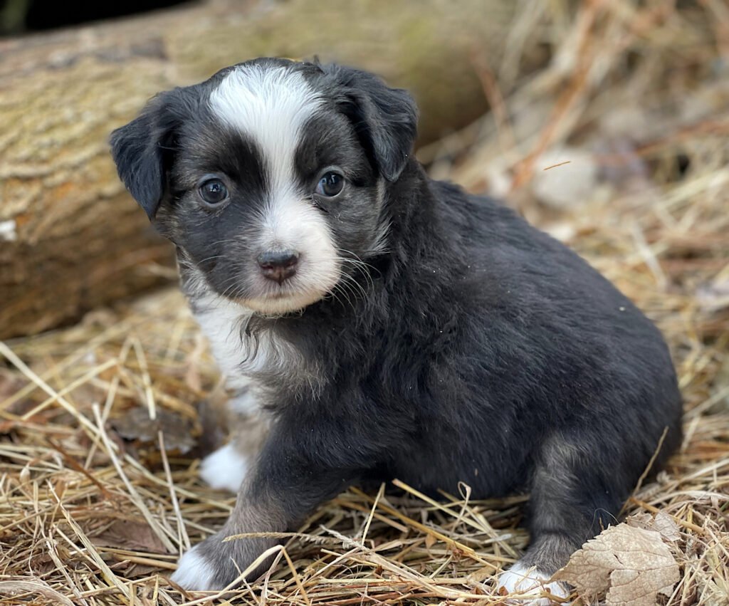 mini australian shepherd puppies