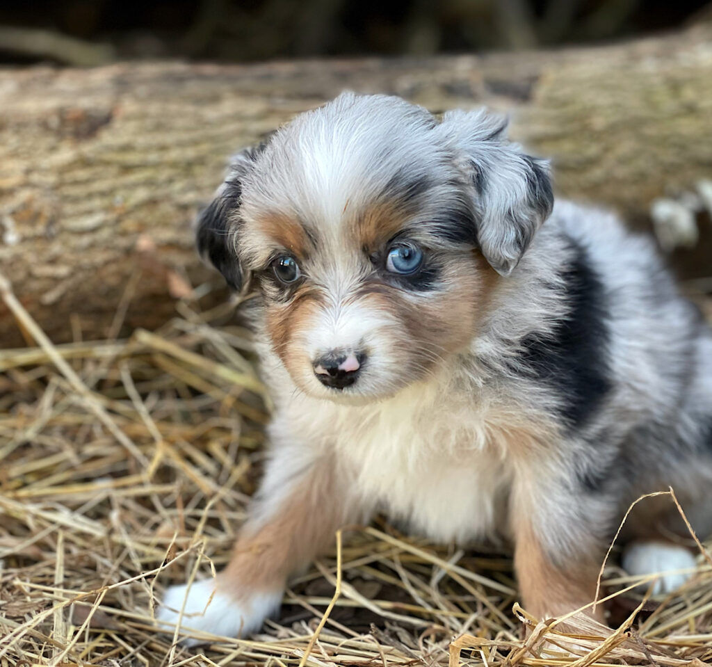 toy australian shepherd size