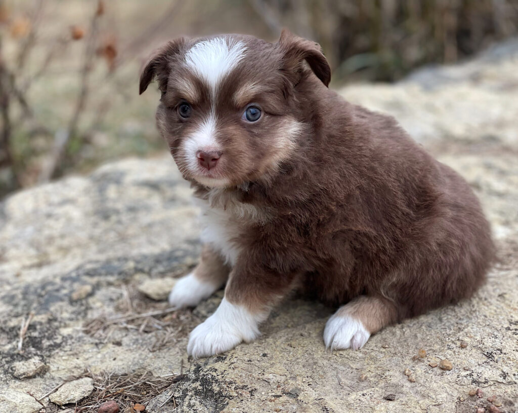 toy australian shepherds