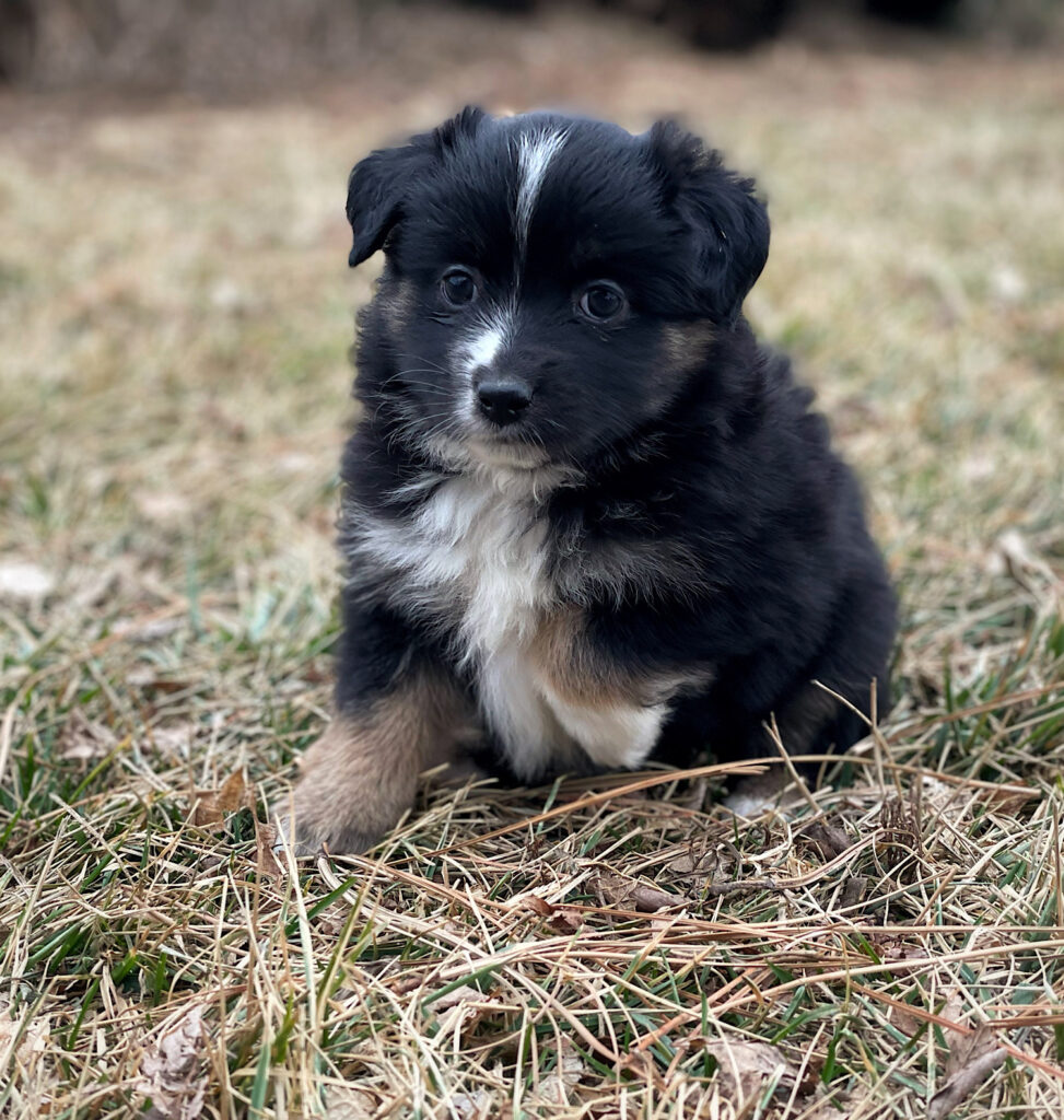 toy australian shepherd for sale