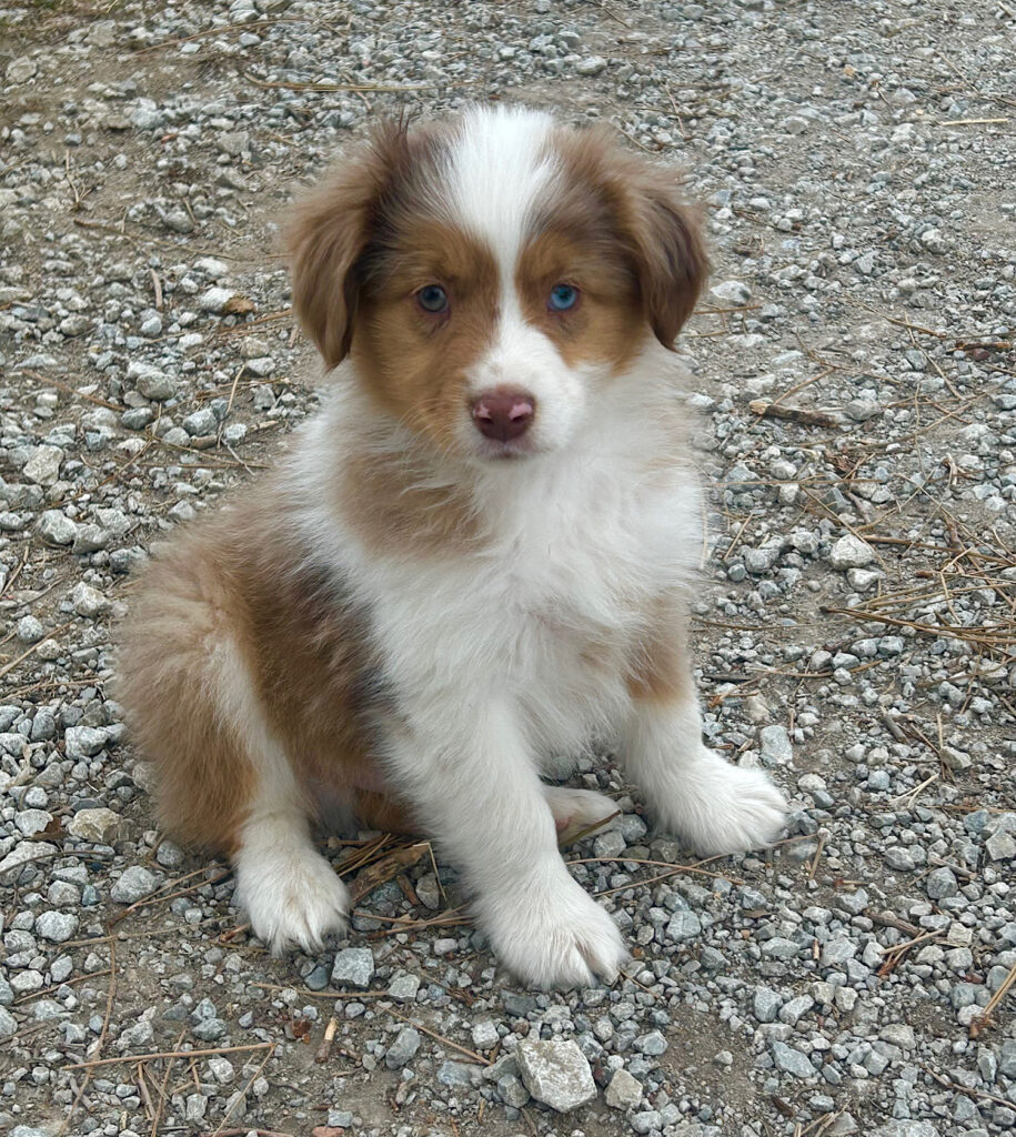 mini australian shepherd puppies