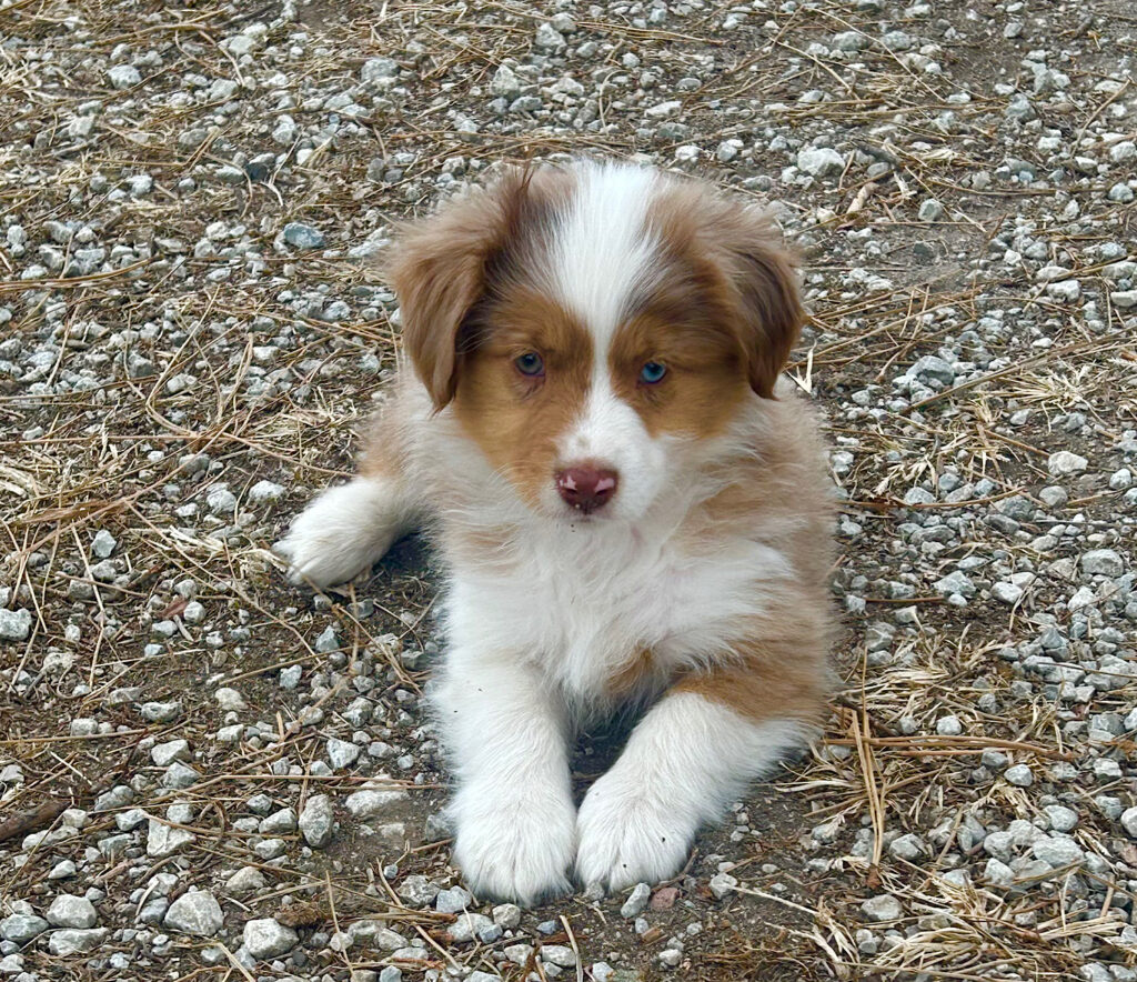 toy aussie puppies
