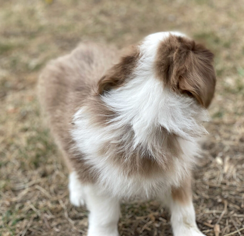 toy australian shepherd for sale