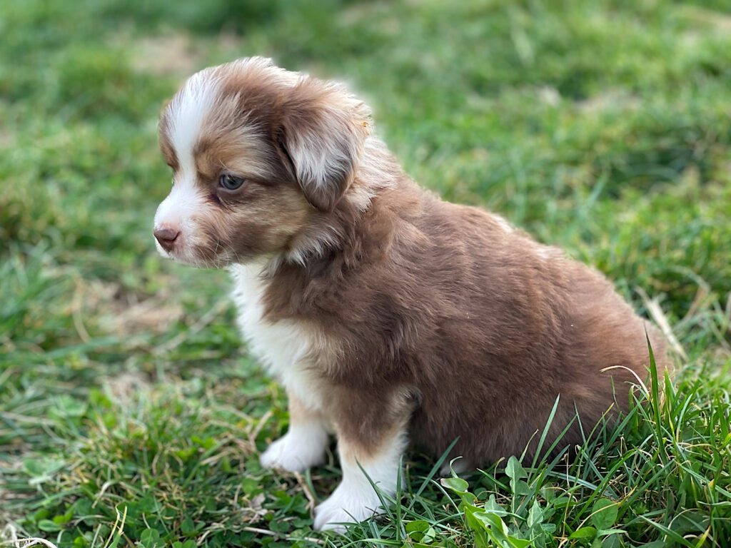toy aussie puppies nebraska
