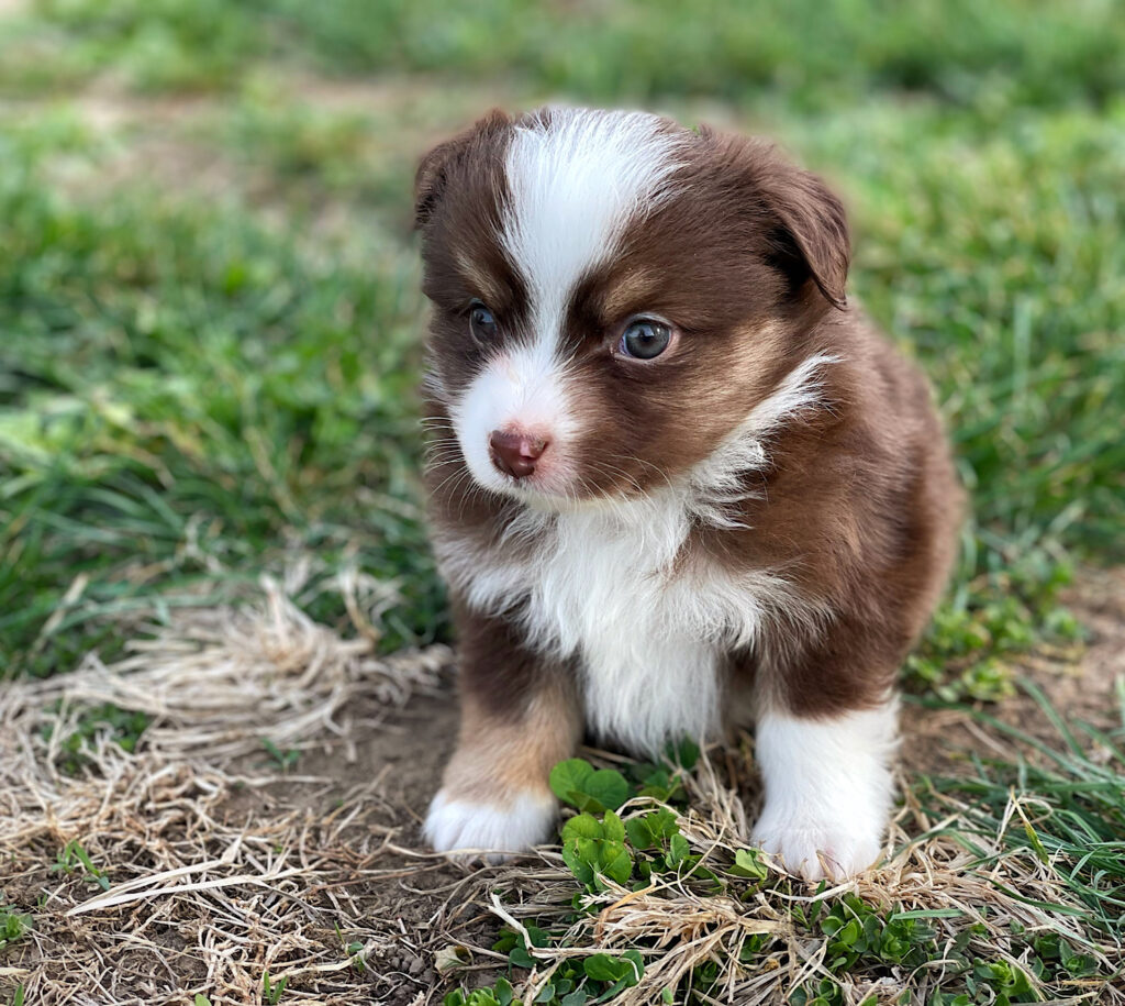 toy aussies for sale nebraska