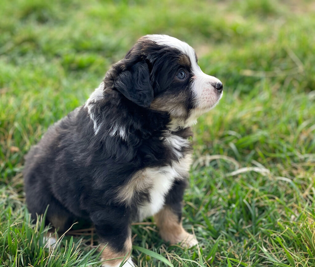 mini aussie puppies for sale