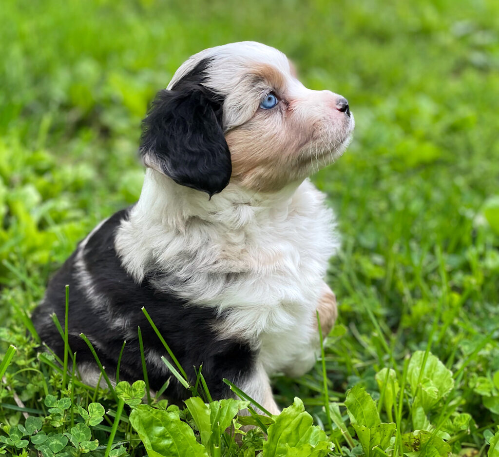 mini australian shepherd puppies in Nebraska