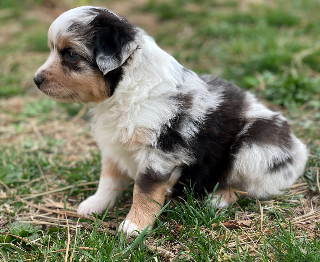 miniature australian shepherd for sale