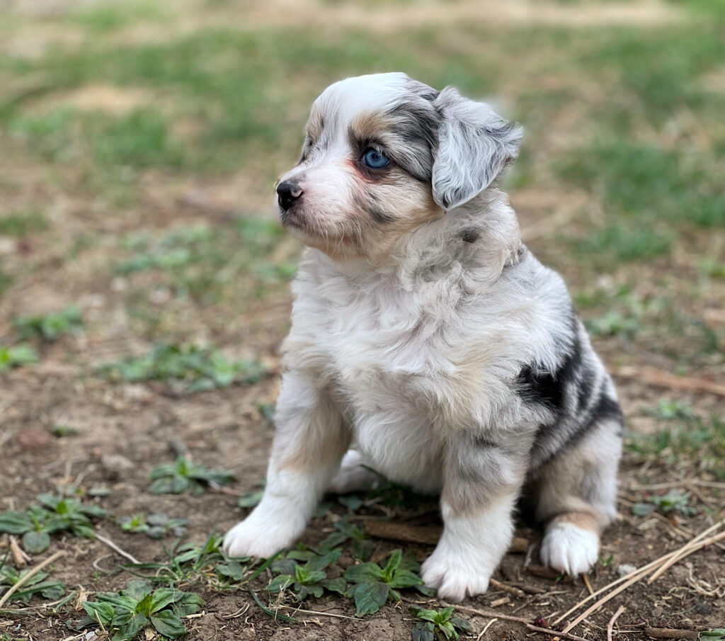 toy aussie shepherd