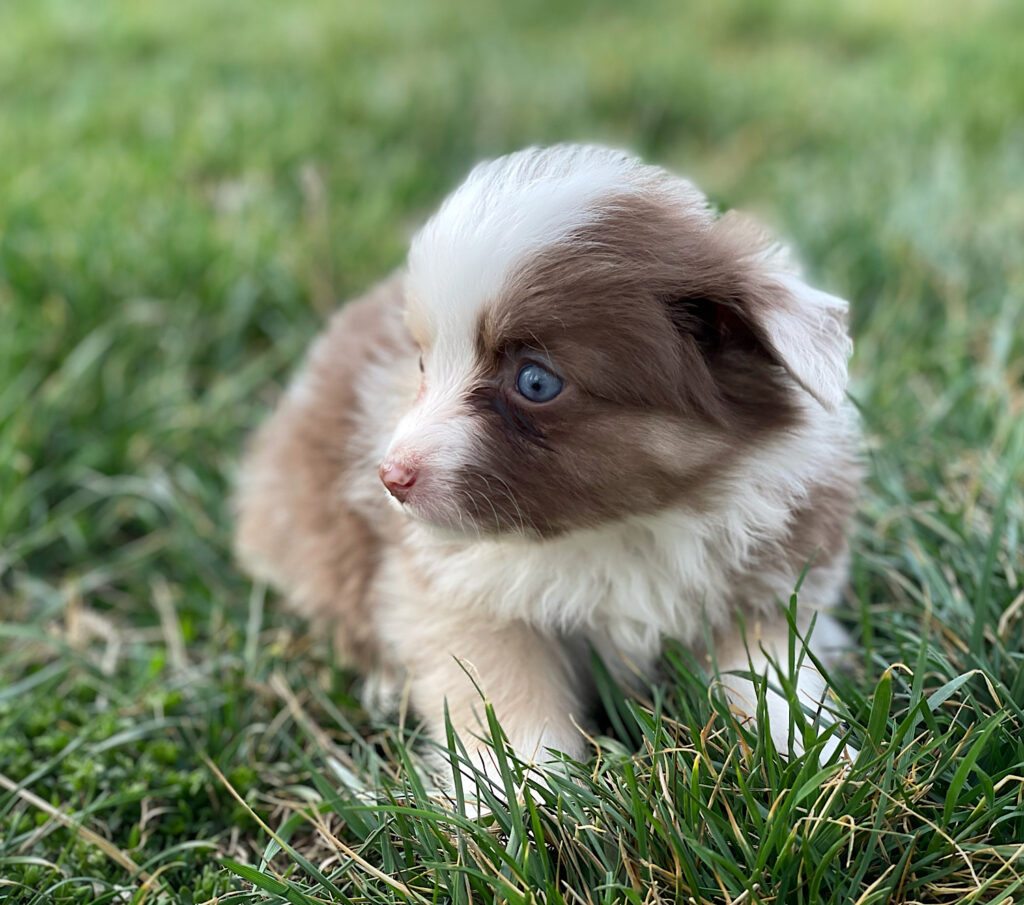toy aussie puppies for sale $500