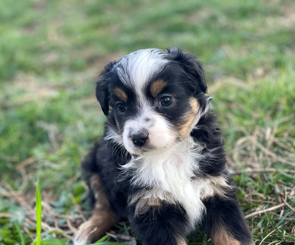 puppies for sale in nebraska