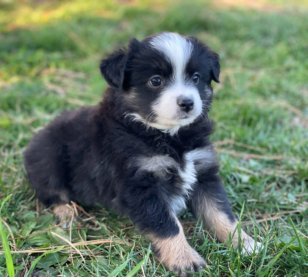 puppies for sale near me