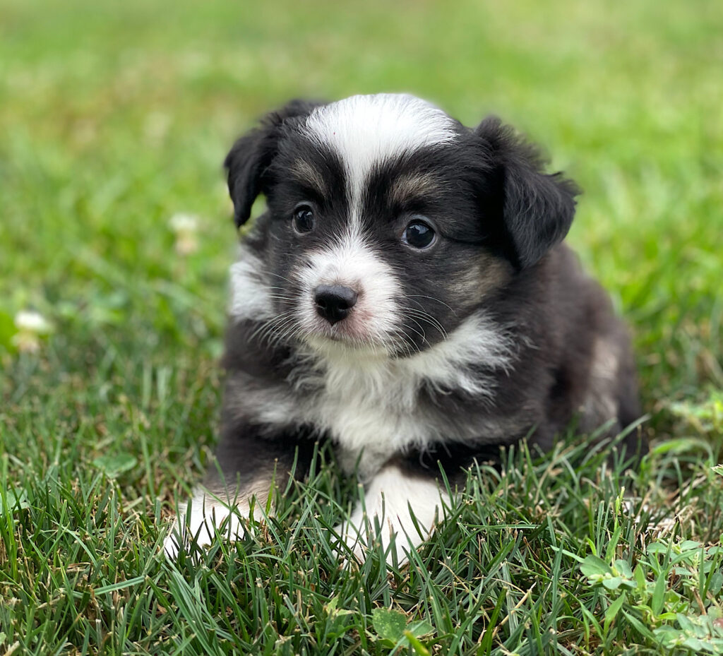 mini australian shepherd puppies in Nebraska