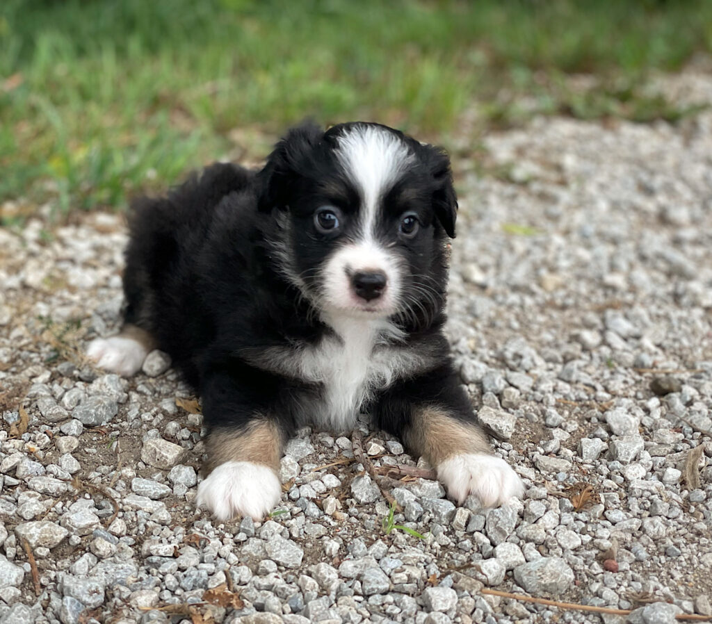 toy aussie puppies nebraska