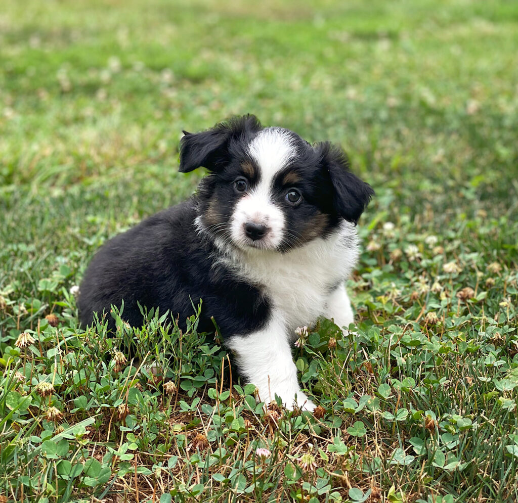 toy australian shepherd for sale