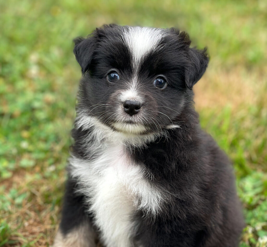toy aussie shepherd puppy nebraska