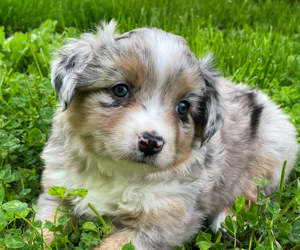 Mini Australian Shepherd puppy