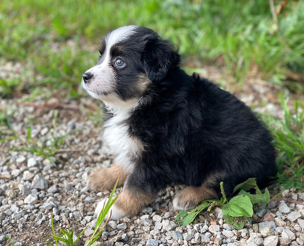 male or female Mini/Toy Aussie puppy