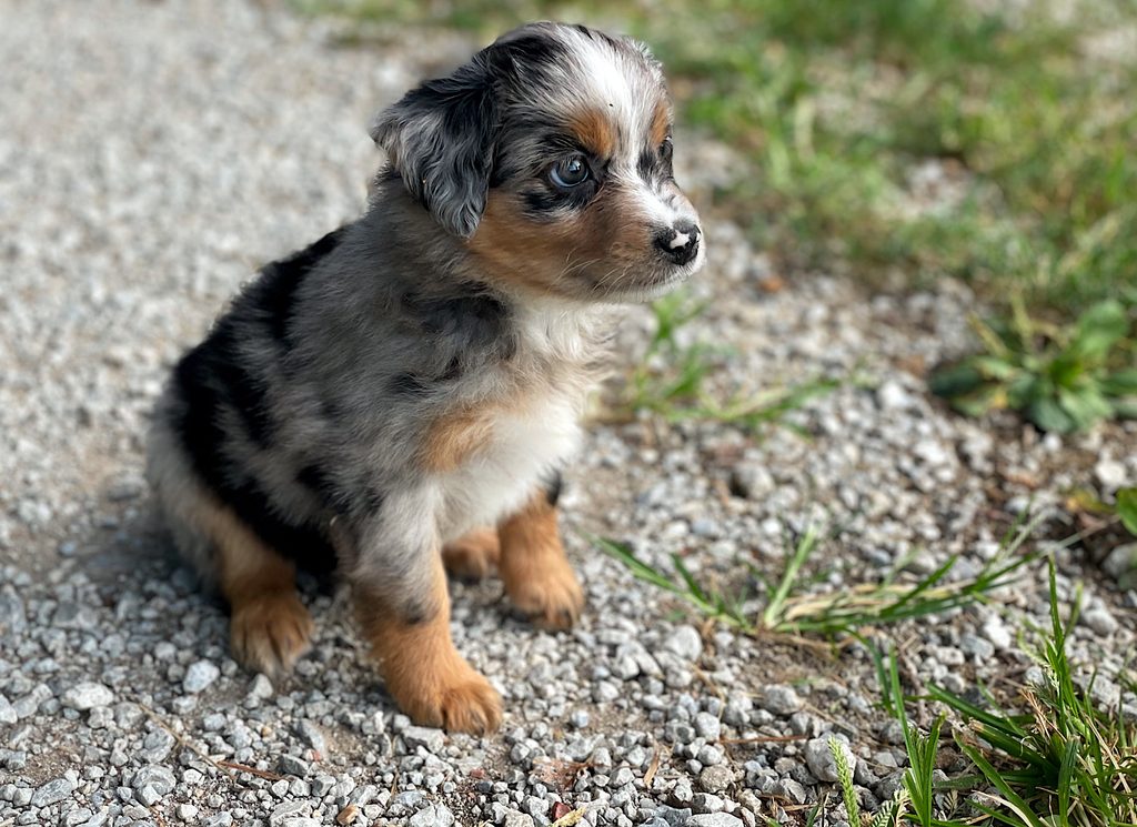 ASDR Mini/Toy Aussie puppy, when applicable
