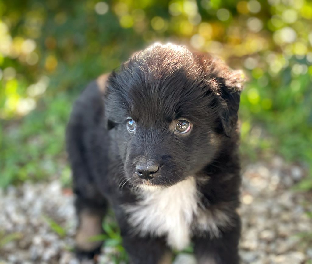 toy Aussie breeder in Nebraska